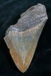 Bargain Megalodon Tooth - Serrated #7506-1